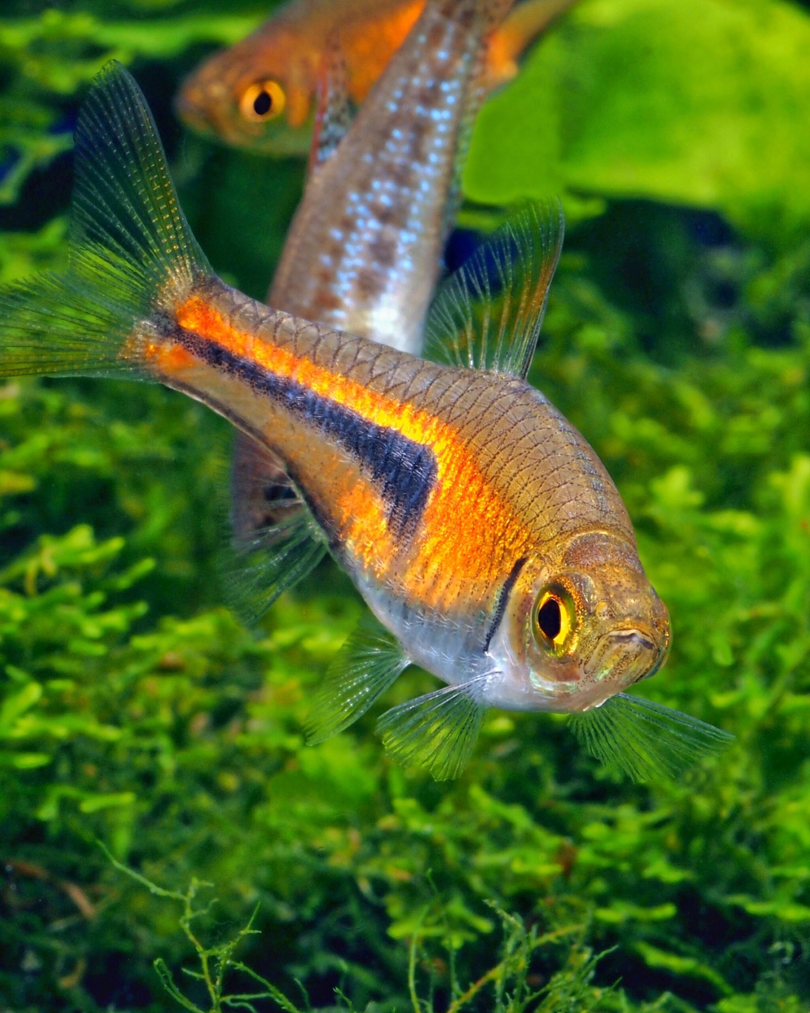 Trigonostigma espei Meinken 1967 : un poisson arlequin peut en cacher un autre…