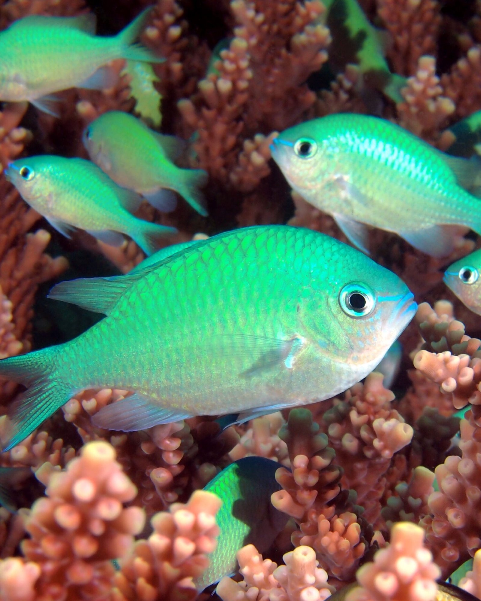 Un petit bijou turquoise
