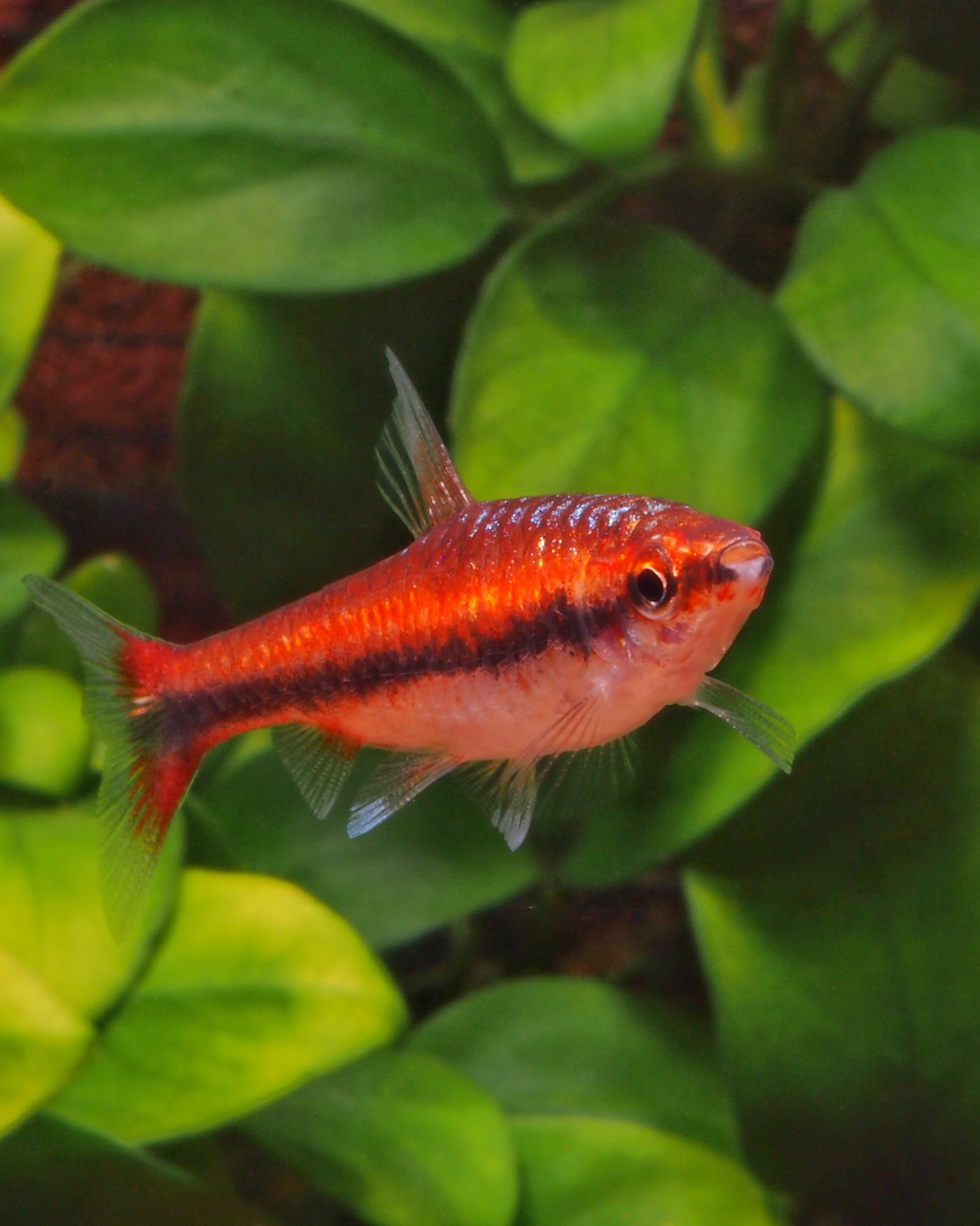 Un Nannostomus beckfordi super rouge
