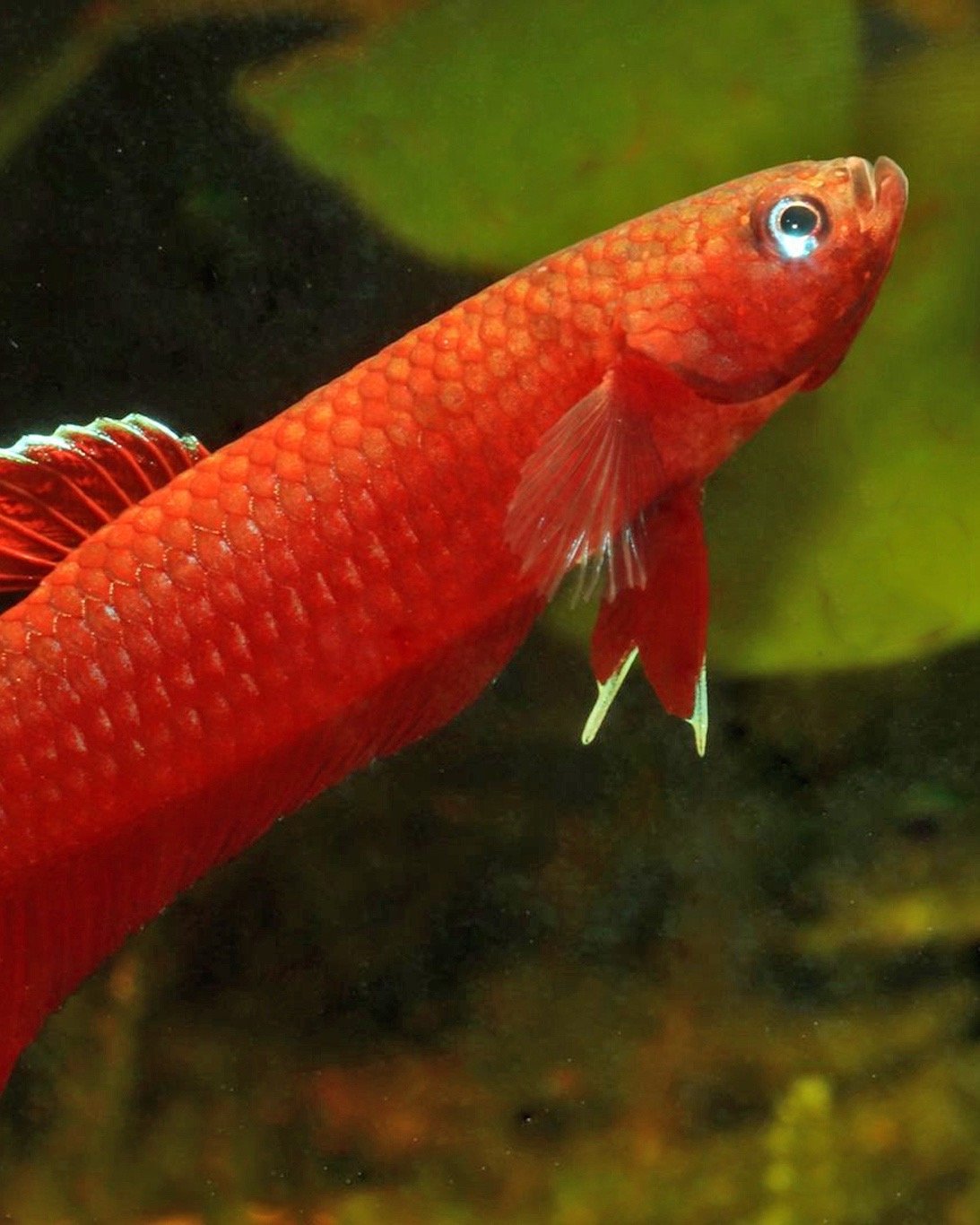 Deux nouvelles espèces de Betta dans le groupe coccina