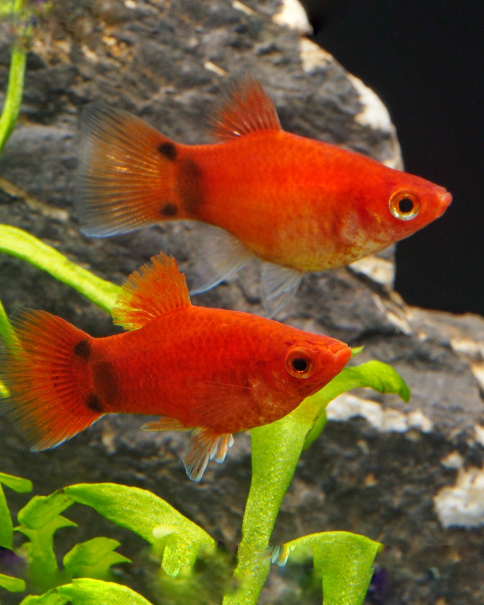 Le platy, Xiphophorus maculatus, indémodable aux multiples couleurs