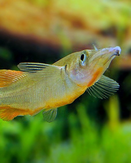 Espèce méconnue mais pas inconnue : Nomorhamphus ebrardtii