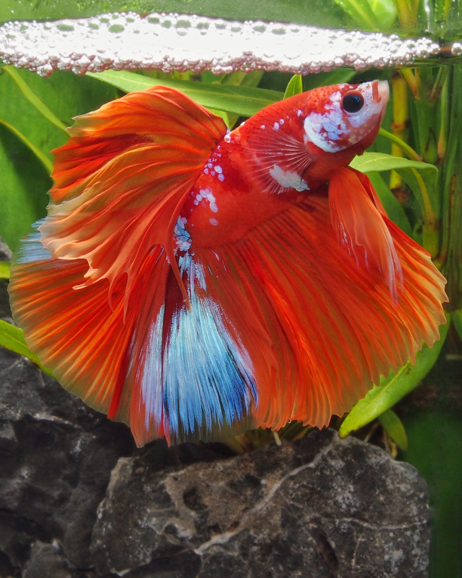 Le combattant, Betta splendens : du Siam à nos aquariums