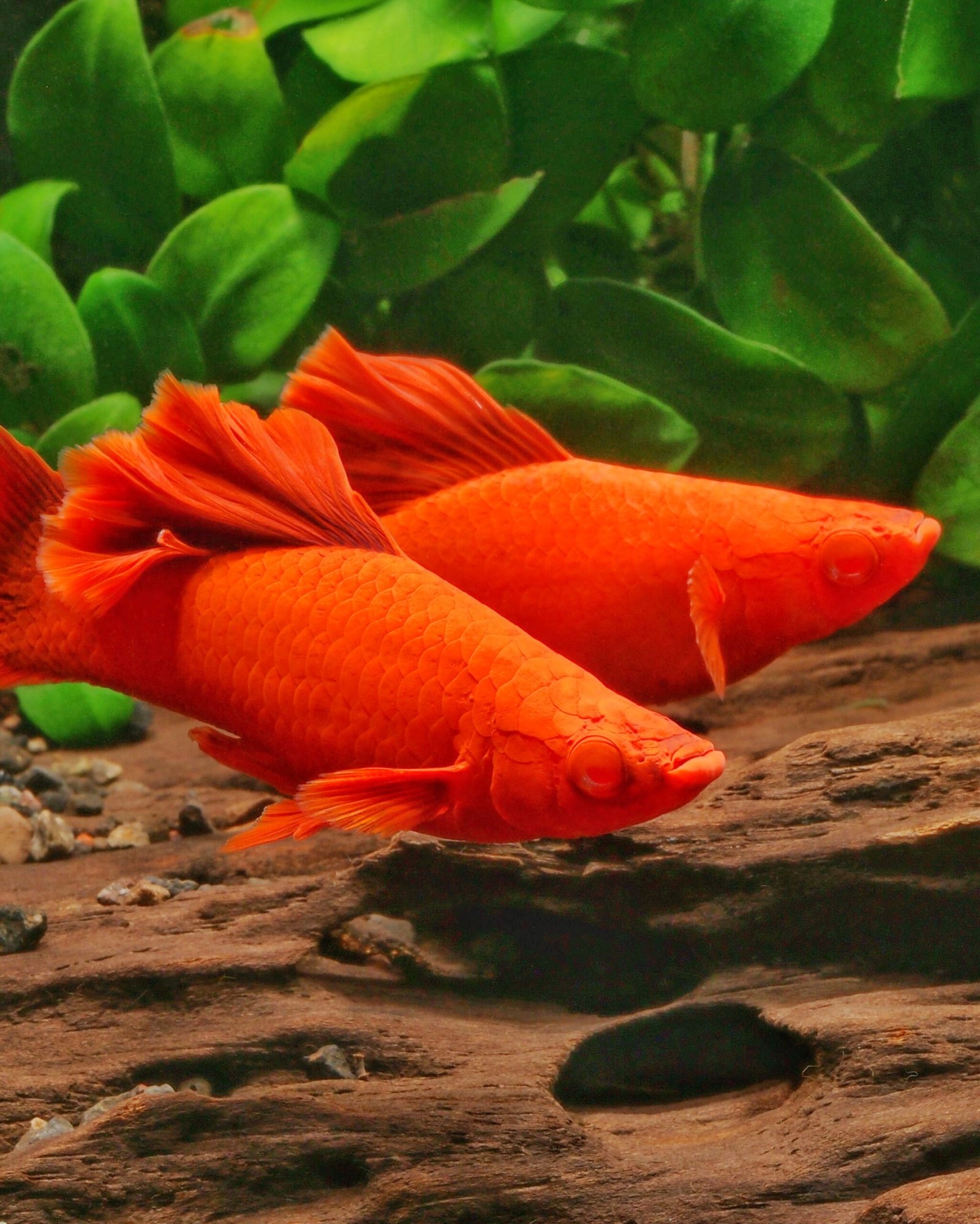 Xiphophorus hellerii, le porte-épée et sa variété oubliée
