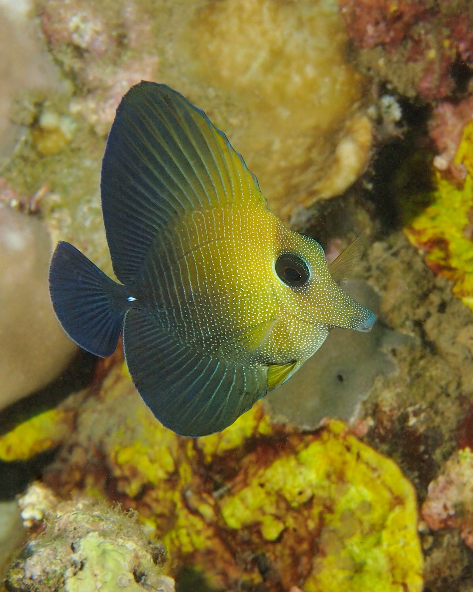 Le poisson-chirurgien voile brun Zebrasoma scopas (Cuvier, 1829)
