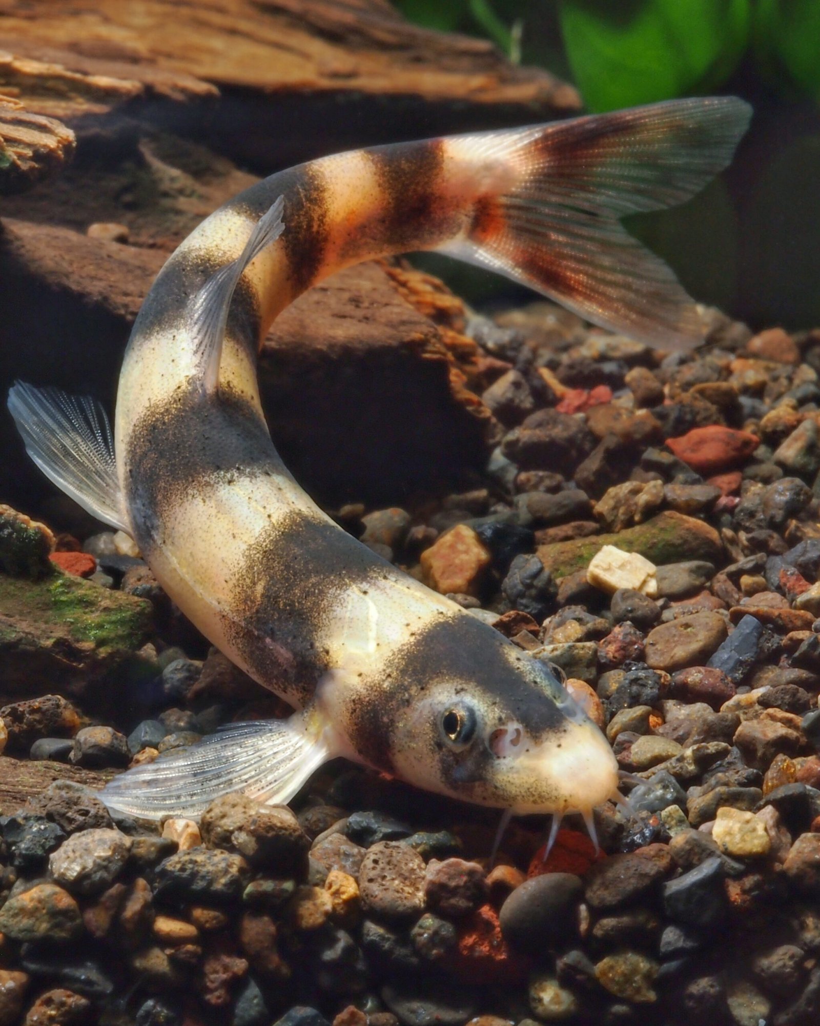 Kapuasia falaris, une nouvelle loche rayée de Bornéo.