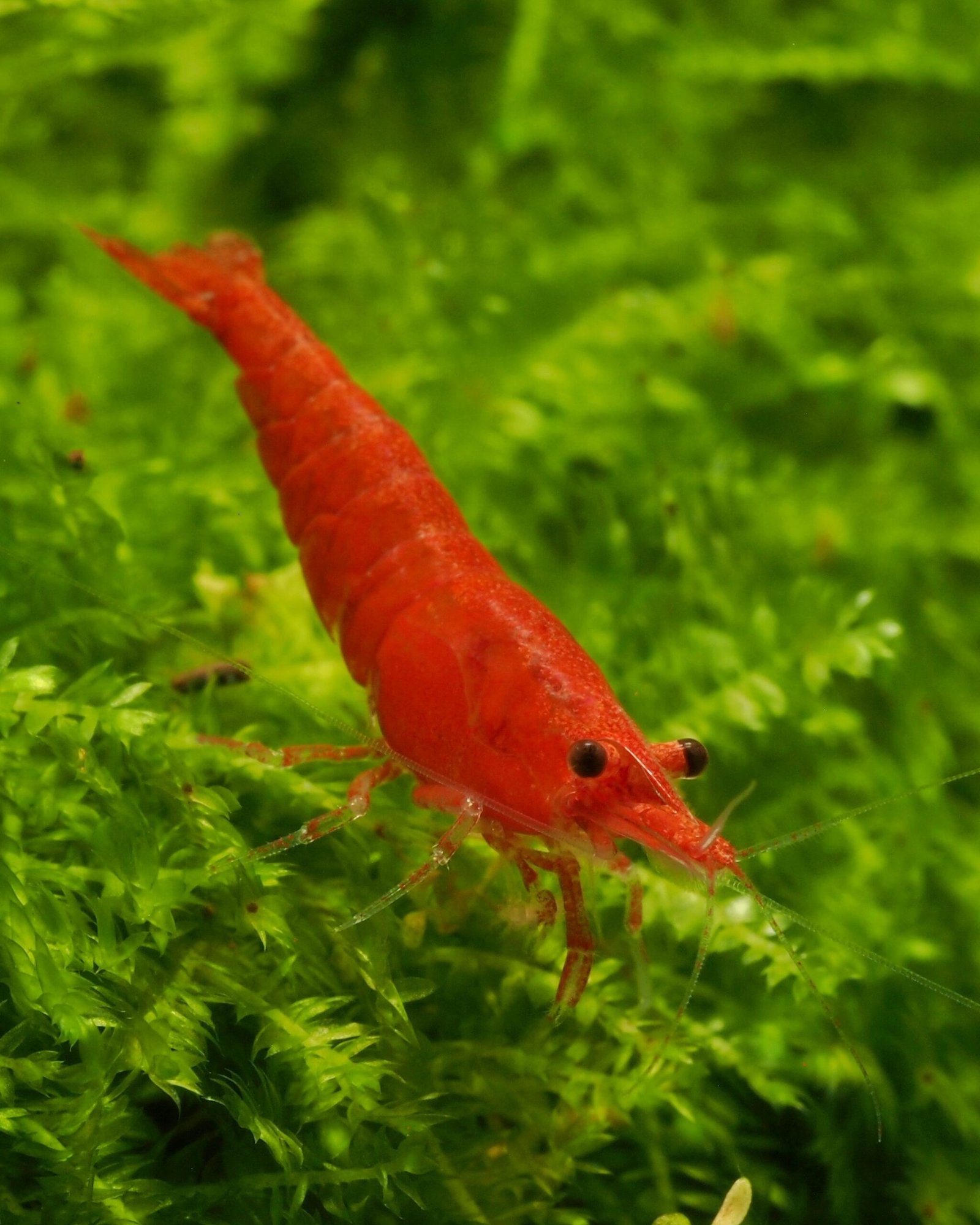 La crevette Red Cherry, Neocaridina davidi