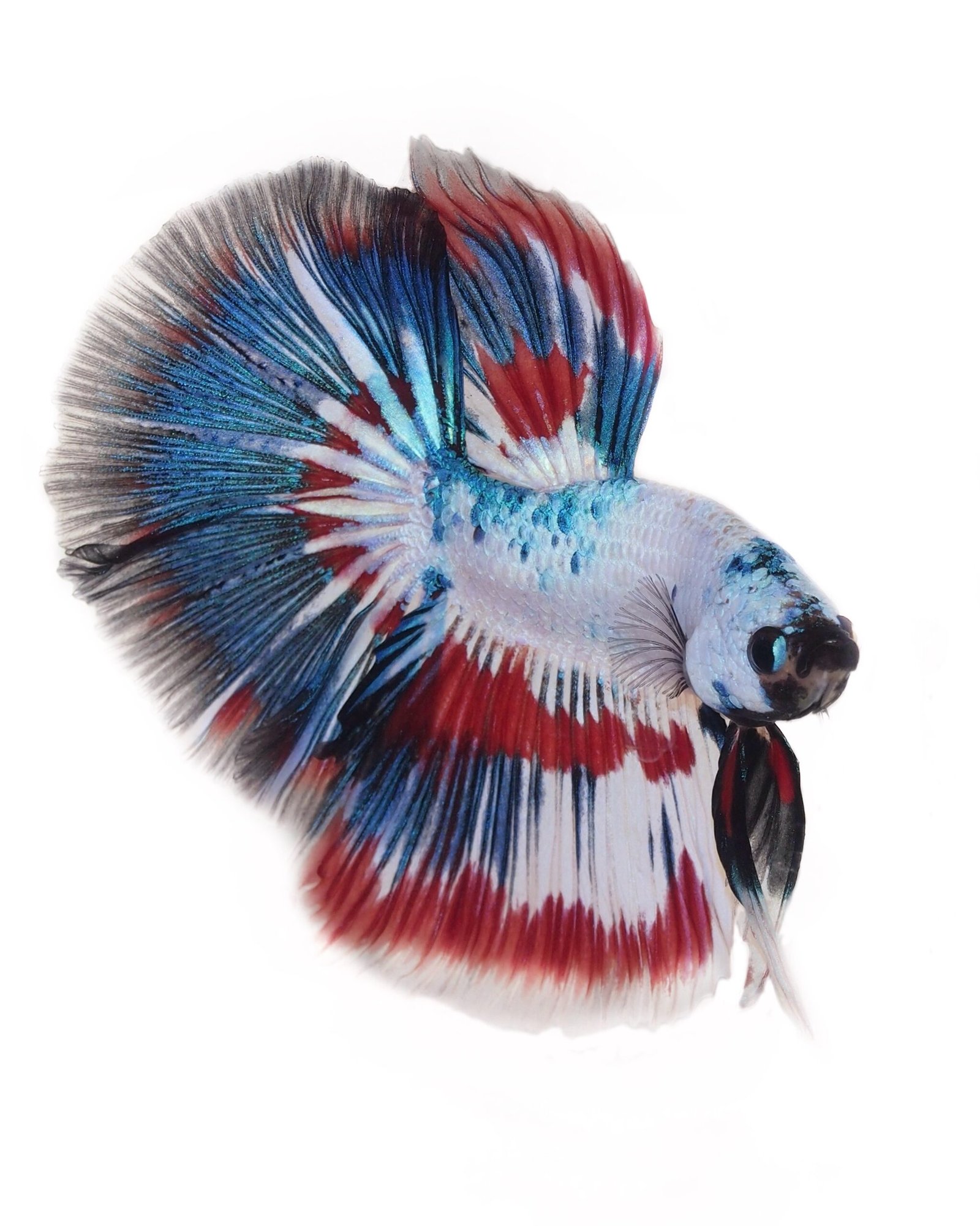 Show Betta : les secrets pour élever un futur champion