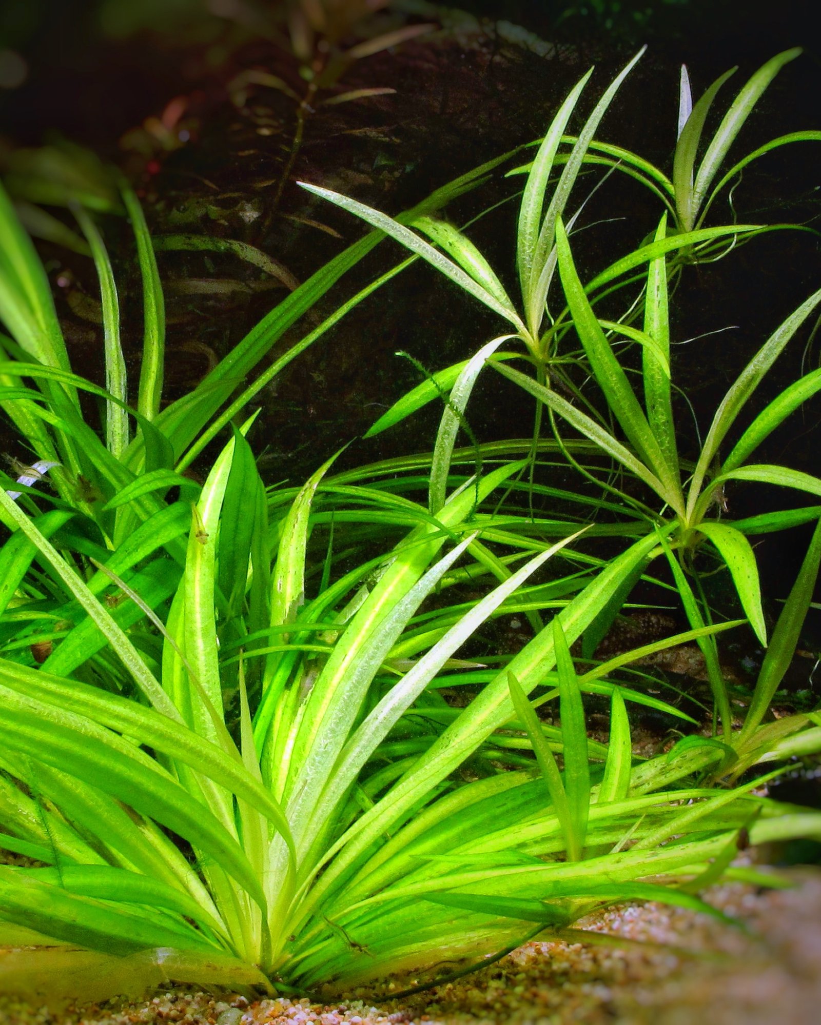 La multiplication végétative : les plantes à rosette et à rhizome