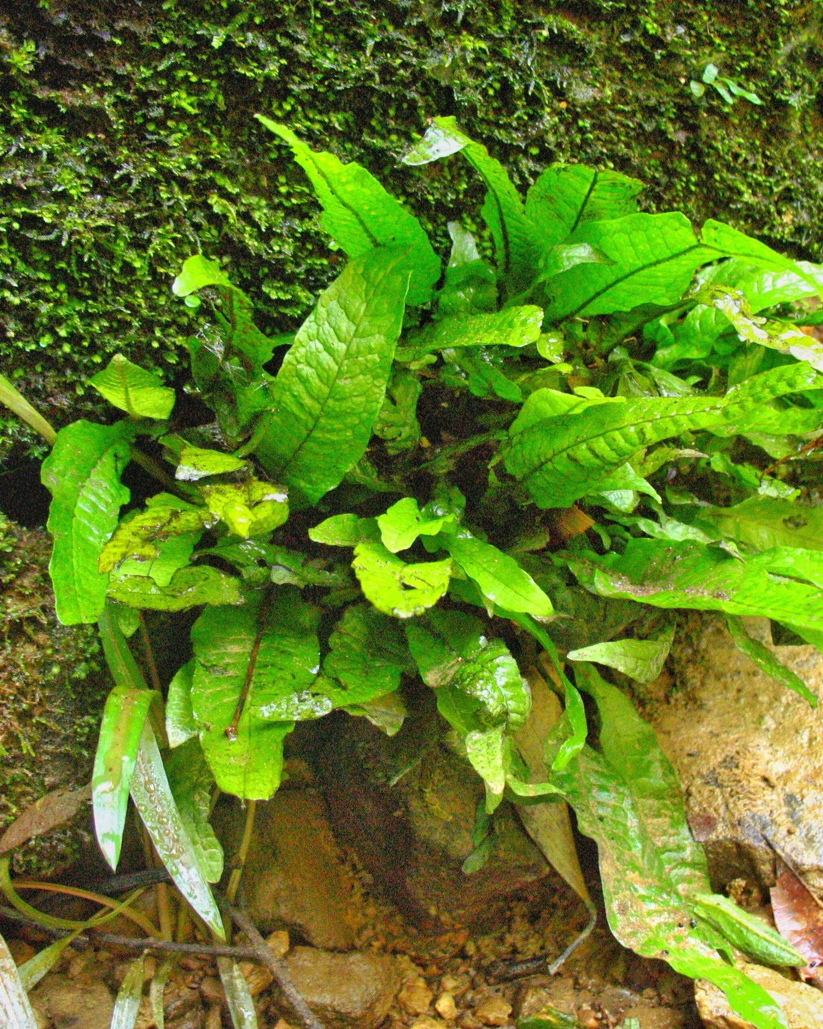 La fougère de Java, Microsorum pteropus