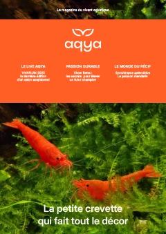 AQYA n°4