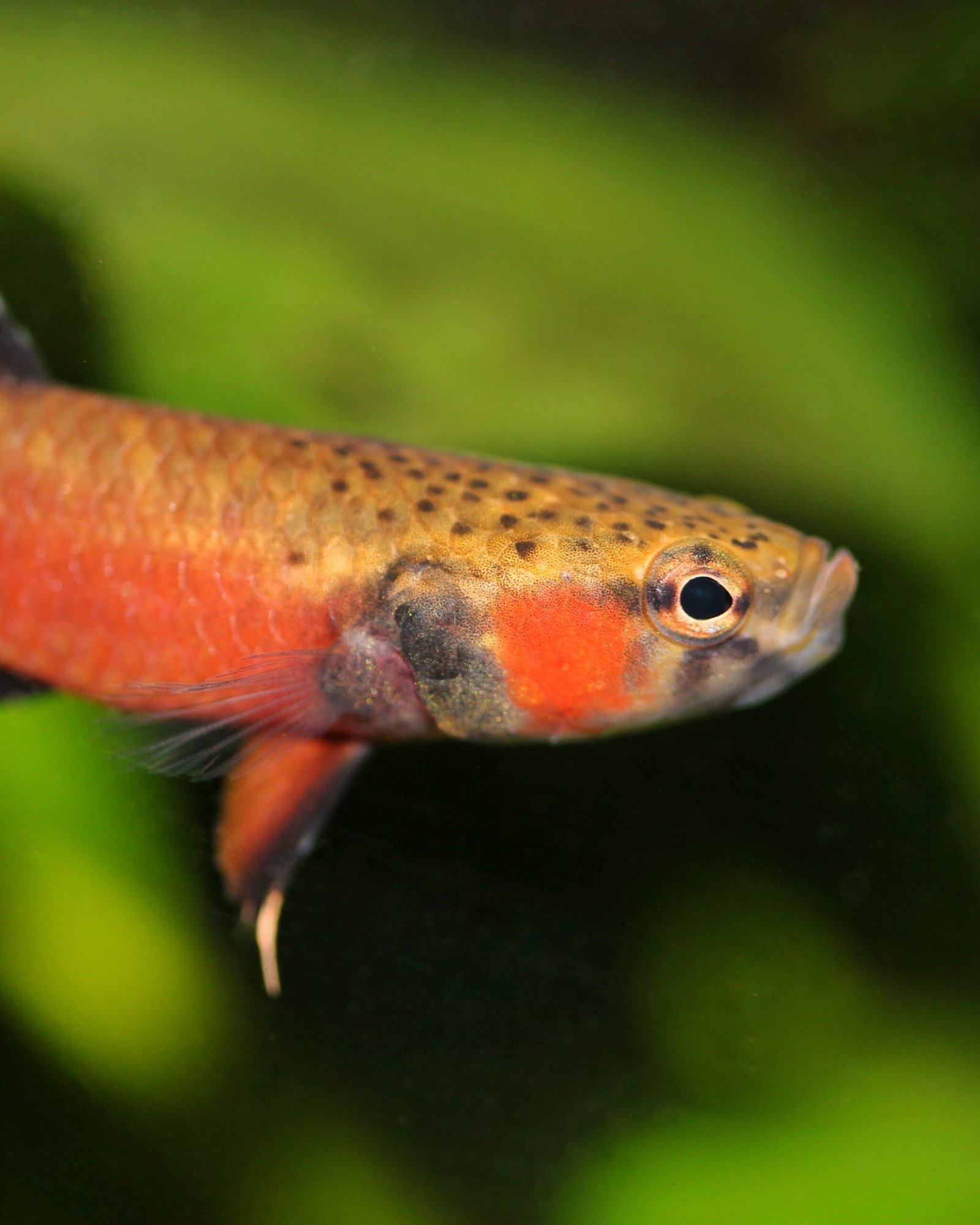 Faux jumeaux de Bornéo : Betta albimarginata et Betta channoides