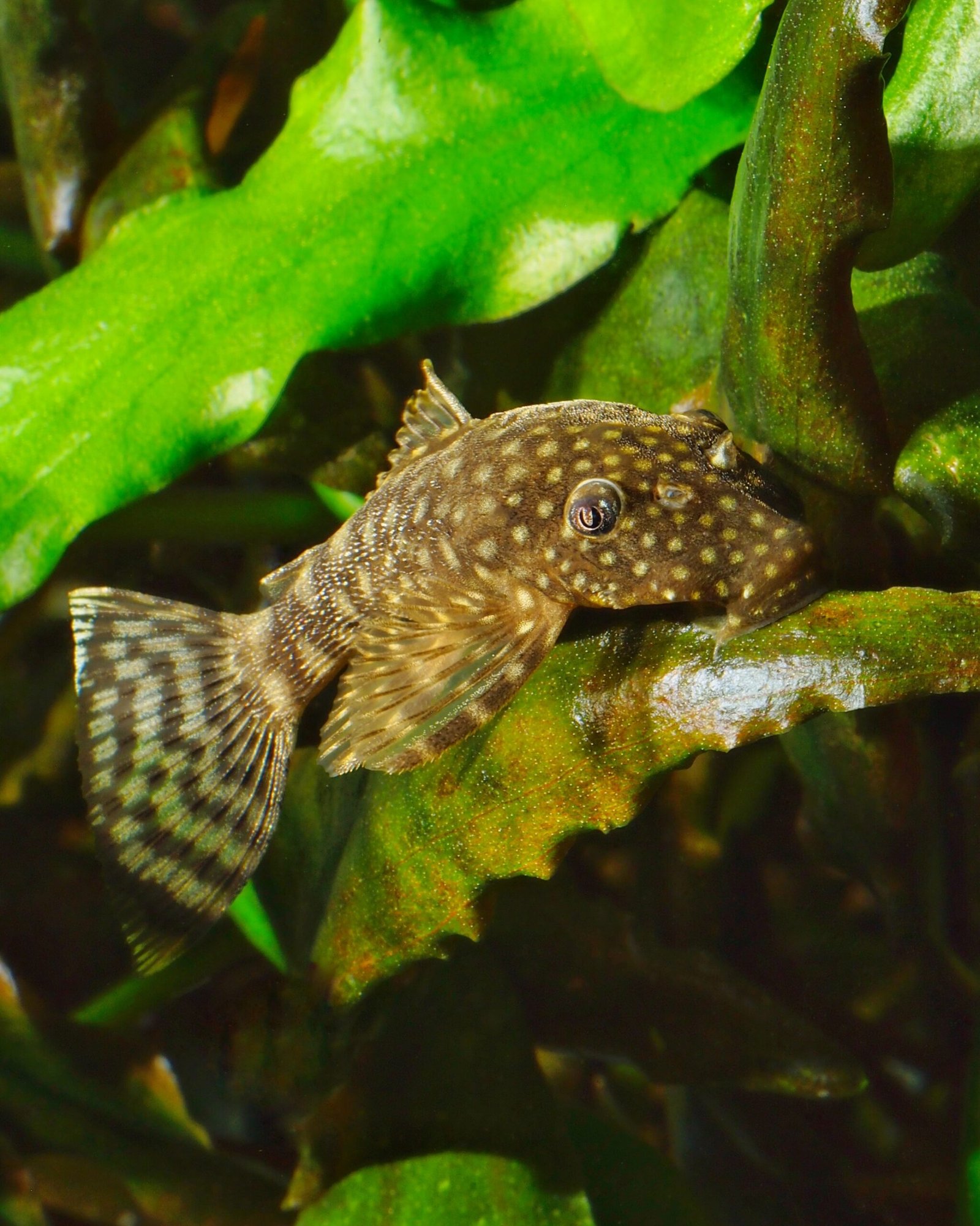 L’ancistrus : au-delà du mythe du poisson nettoyeur