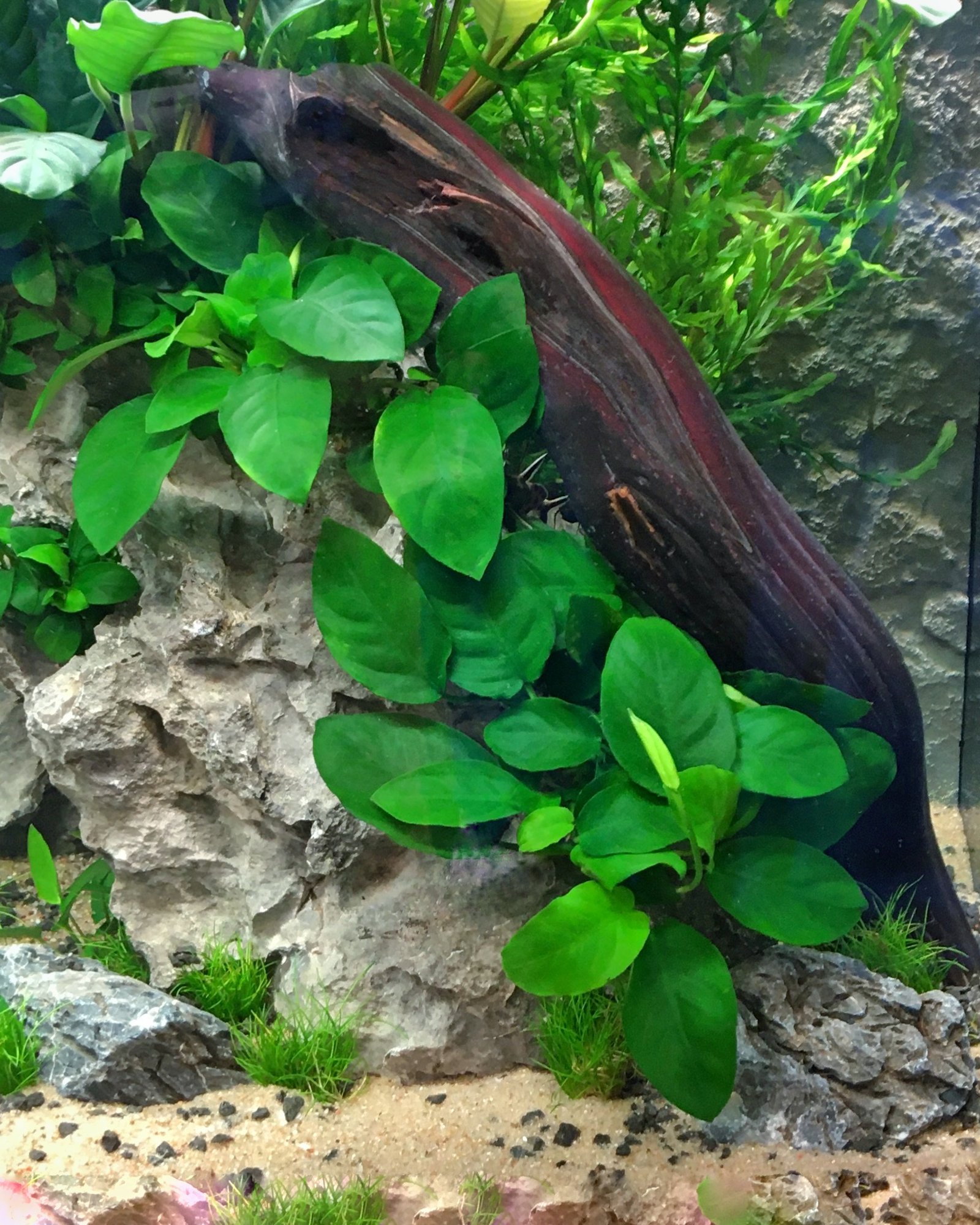 L’anubias naine, Anubias barteri variété nana