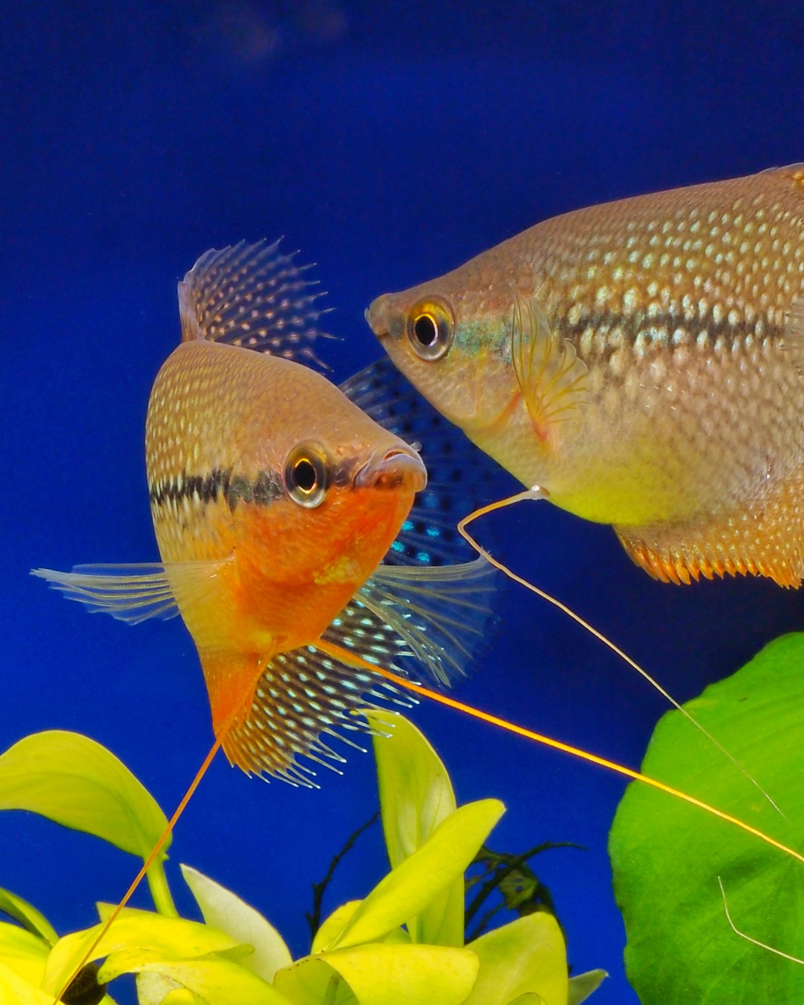 Le gourami perlé, Trichopodus leerii, emblème d’une aquariophilie responsable