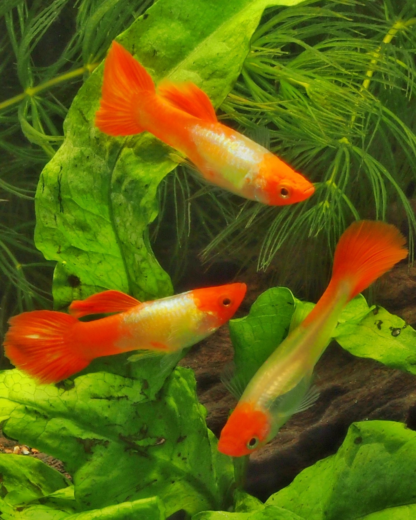 Le guppy, Poecilia reticulata, la star incontestée de l’aquariophilie