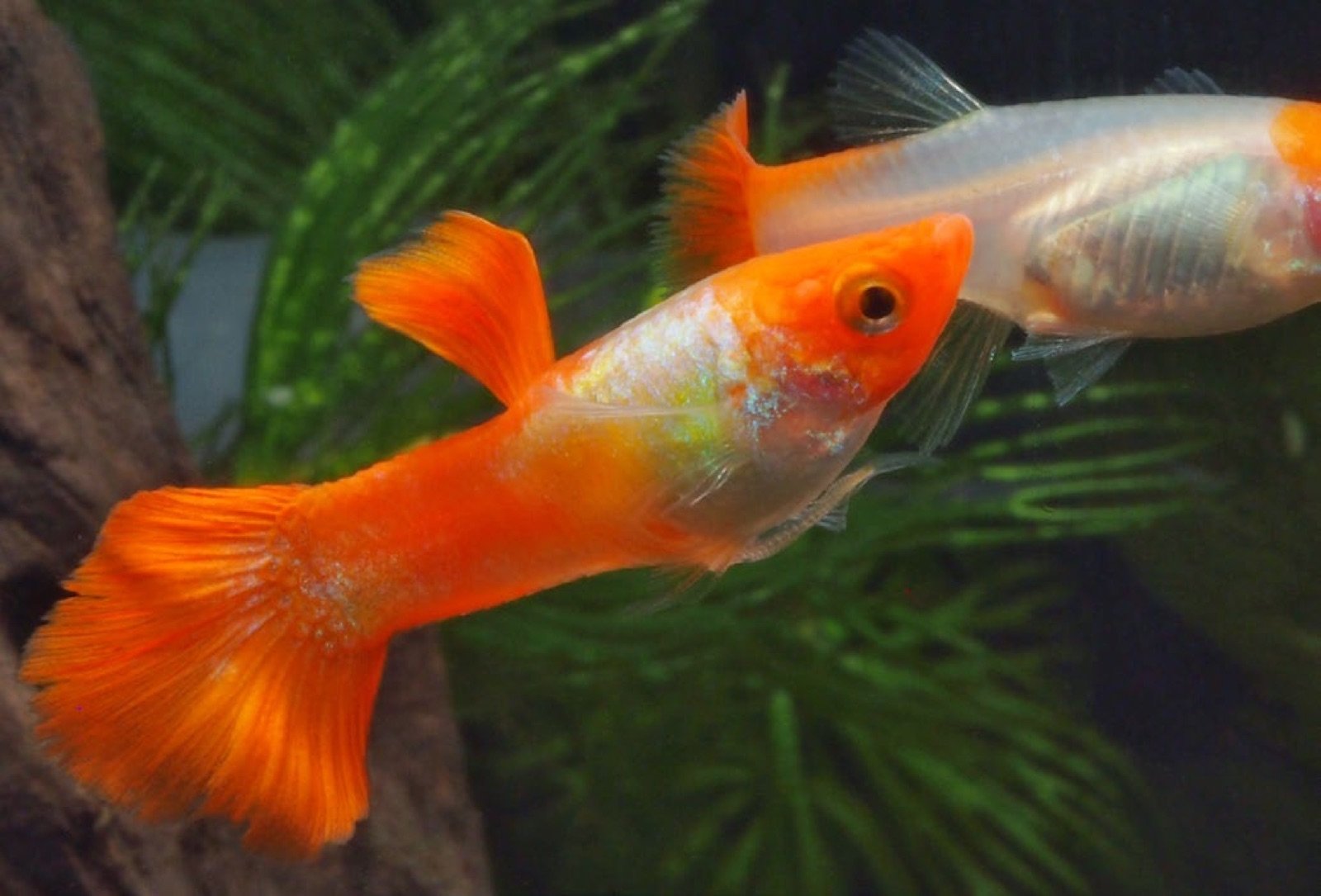 Guppy mâle au gonopode retourné pour une tentative d’accouplement