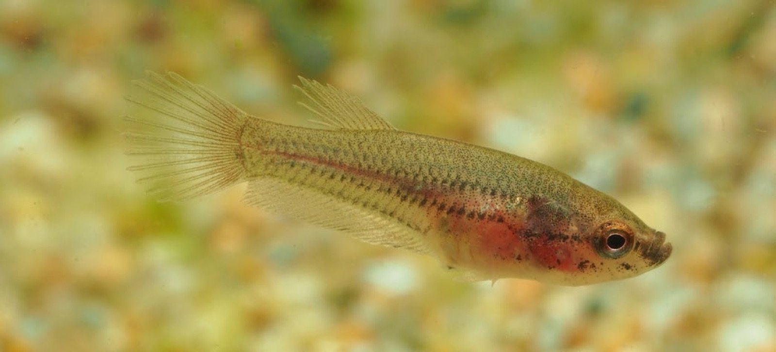 Jeune Betta splendens de deux mois sans coloration adulte