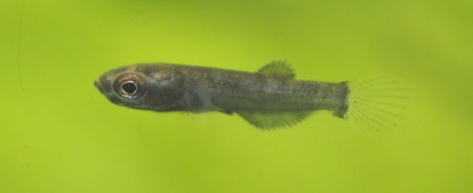 Alevin de Betta albimarginata 24 h après sa libération de la bouche