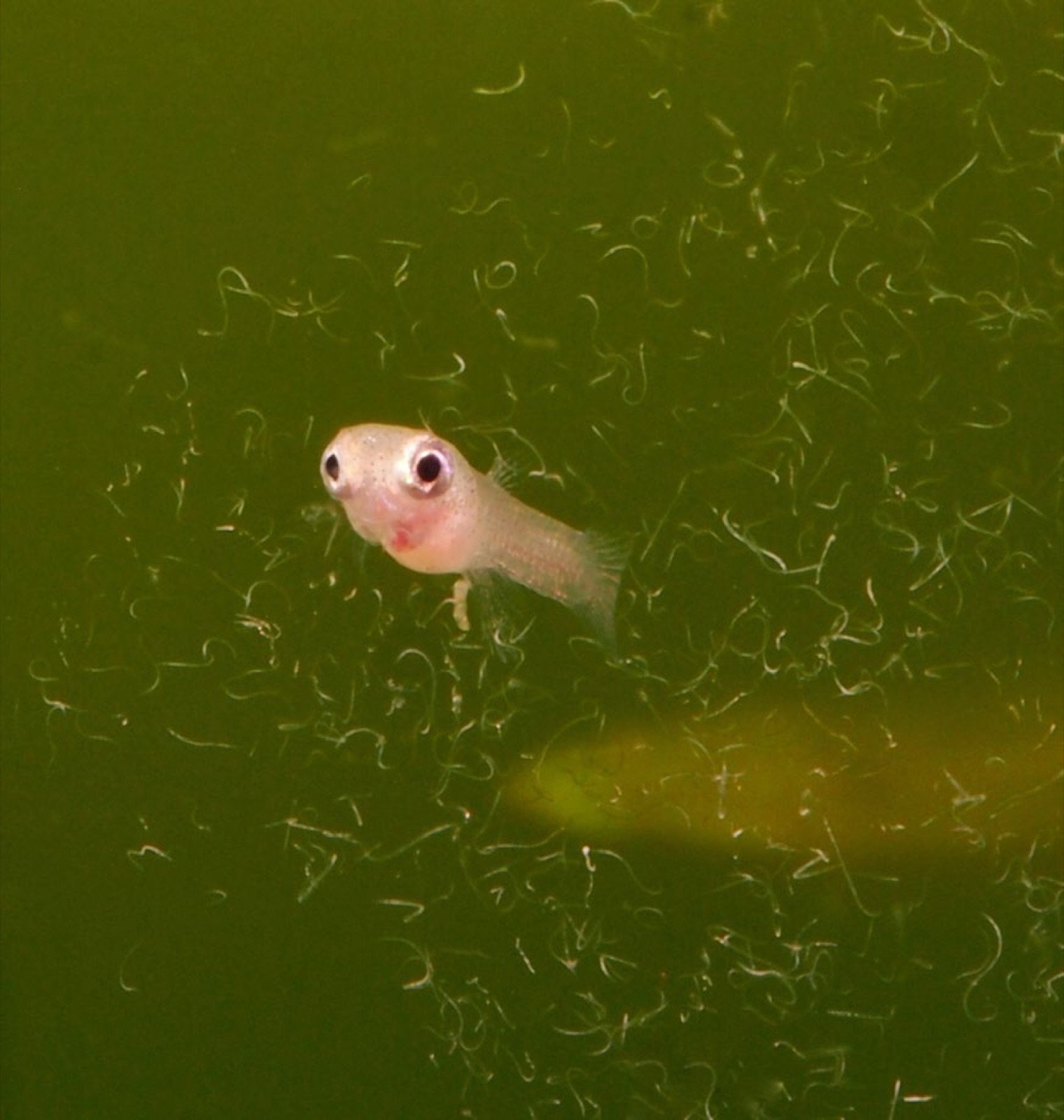 Alevin de guppy chassant les anguillules du vinaigre dans l’aquarium