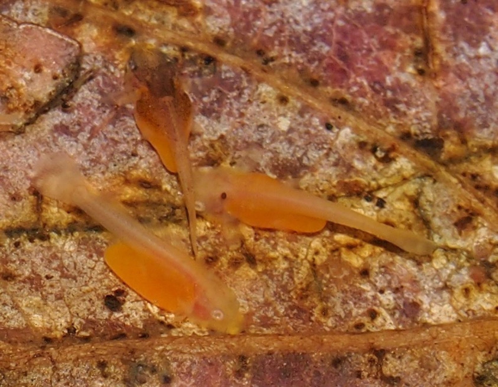 Alevins d'Ancistrus cirrhosus albinos trois jours après l'éclosion