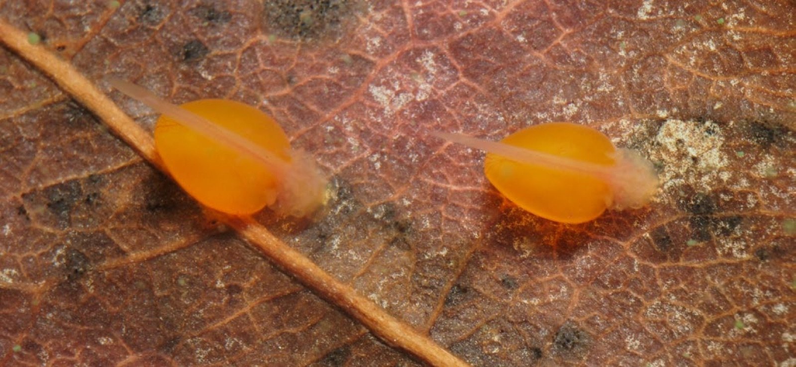 Alevins d'Ancistrus cirrhosus albinos six heures après l'éclosion