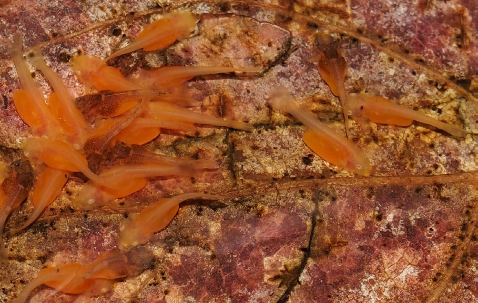 Jeunes alevins d'Ancistrus résorbant leur sac vitellin
