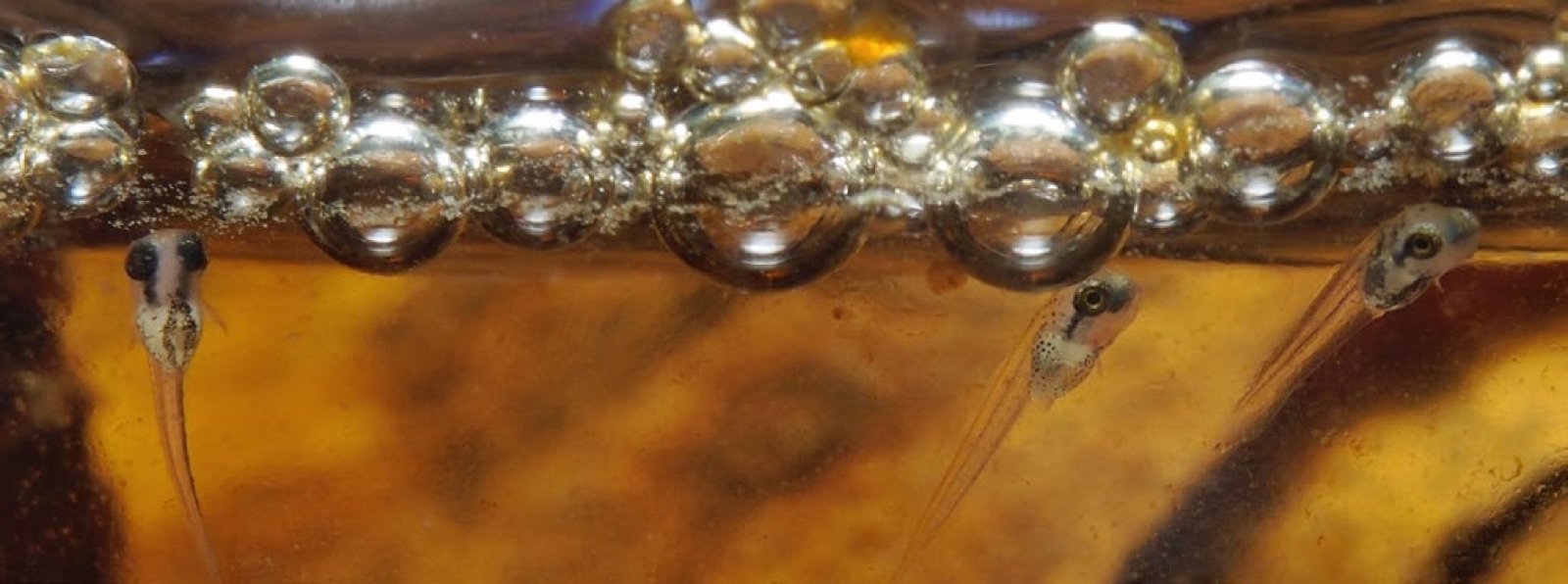 Alevins de Betta splendens suspendus au nid de bulles