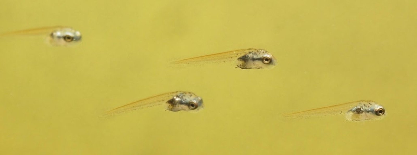 Alevins de Betta splendens en nage libre