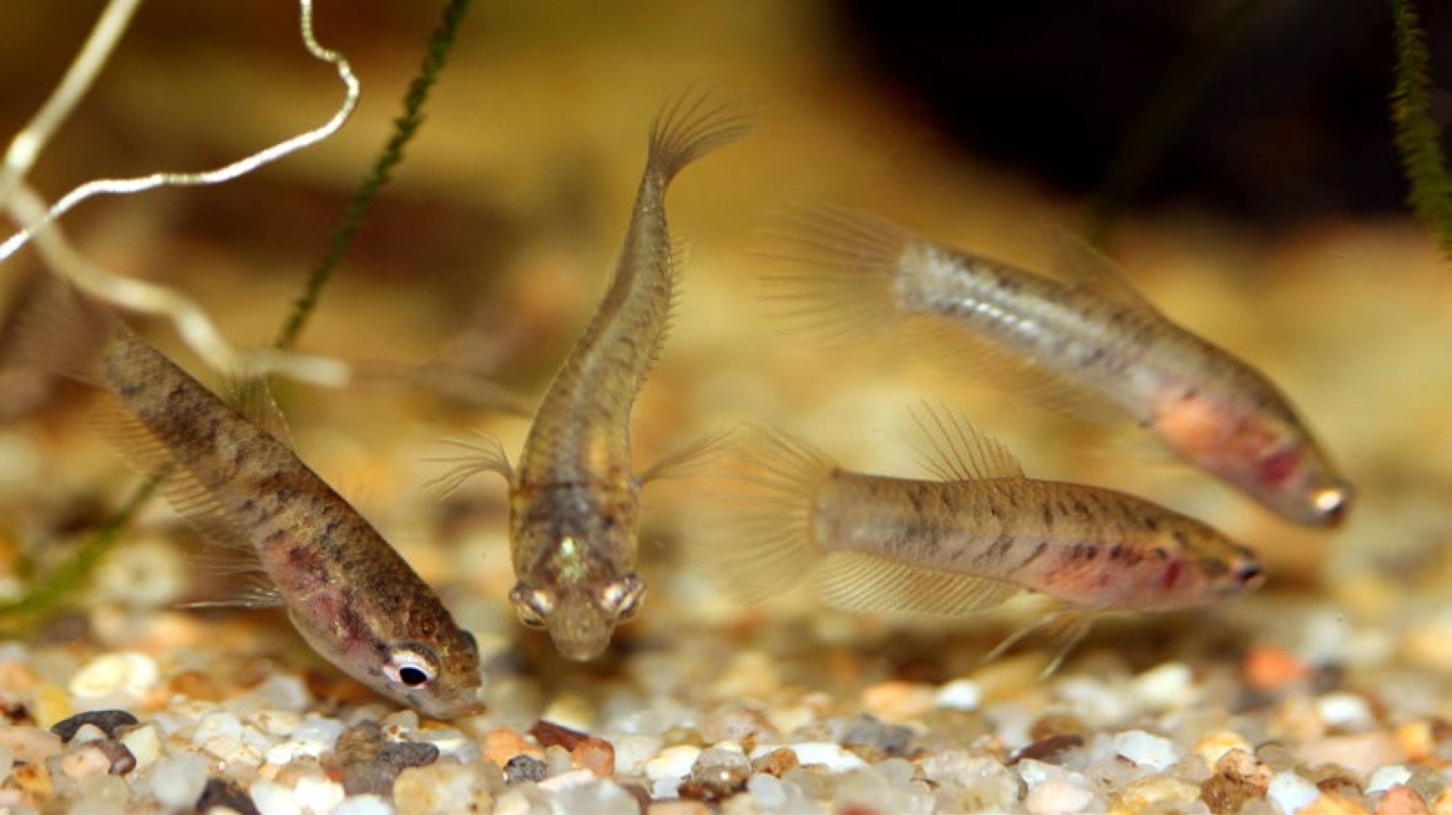 Alevins de Betta channoides