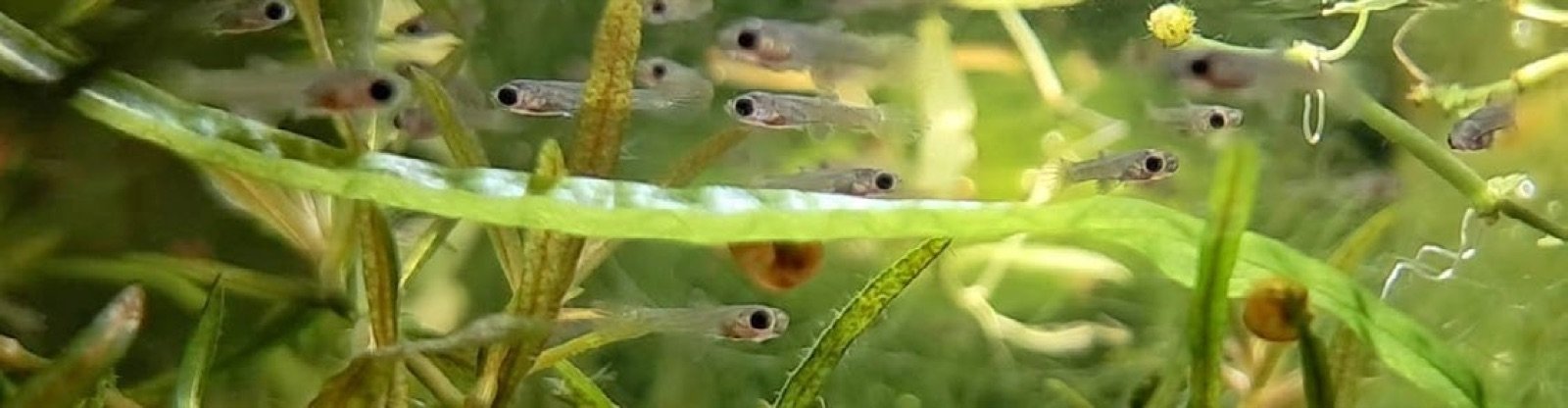 Alevins de guppy âgés de 24 heures parmi les plantes fines