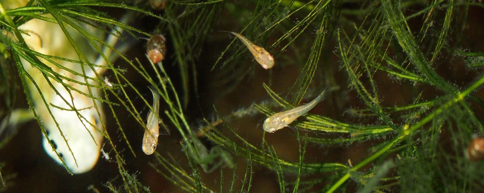 Jeunes alevins de mollys à l'abri du Ceratophyllum demersum