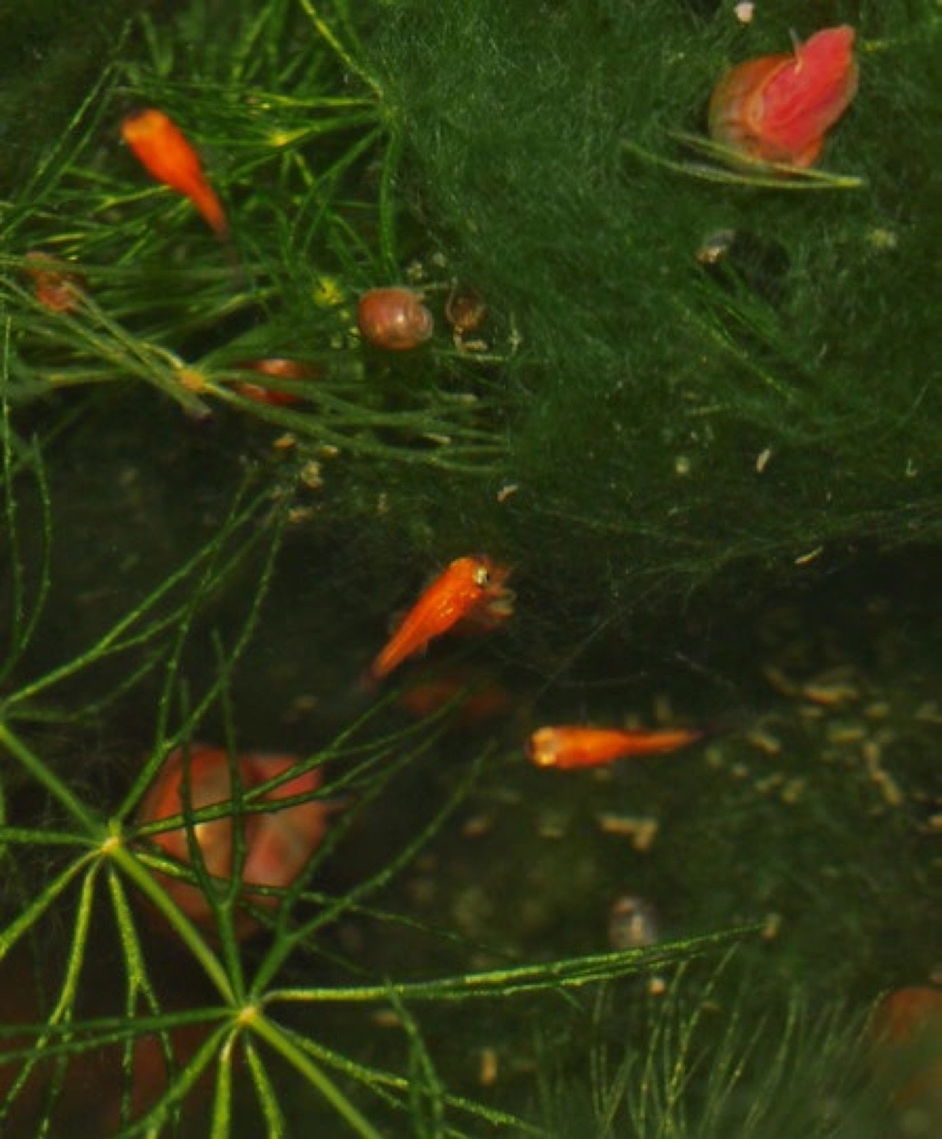 Alevins de platy à l’abri dans le Ceratophyllum