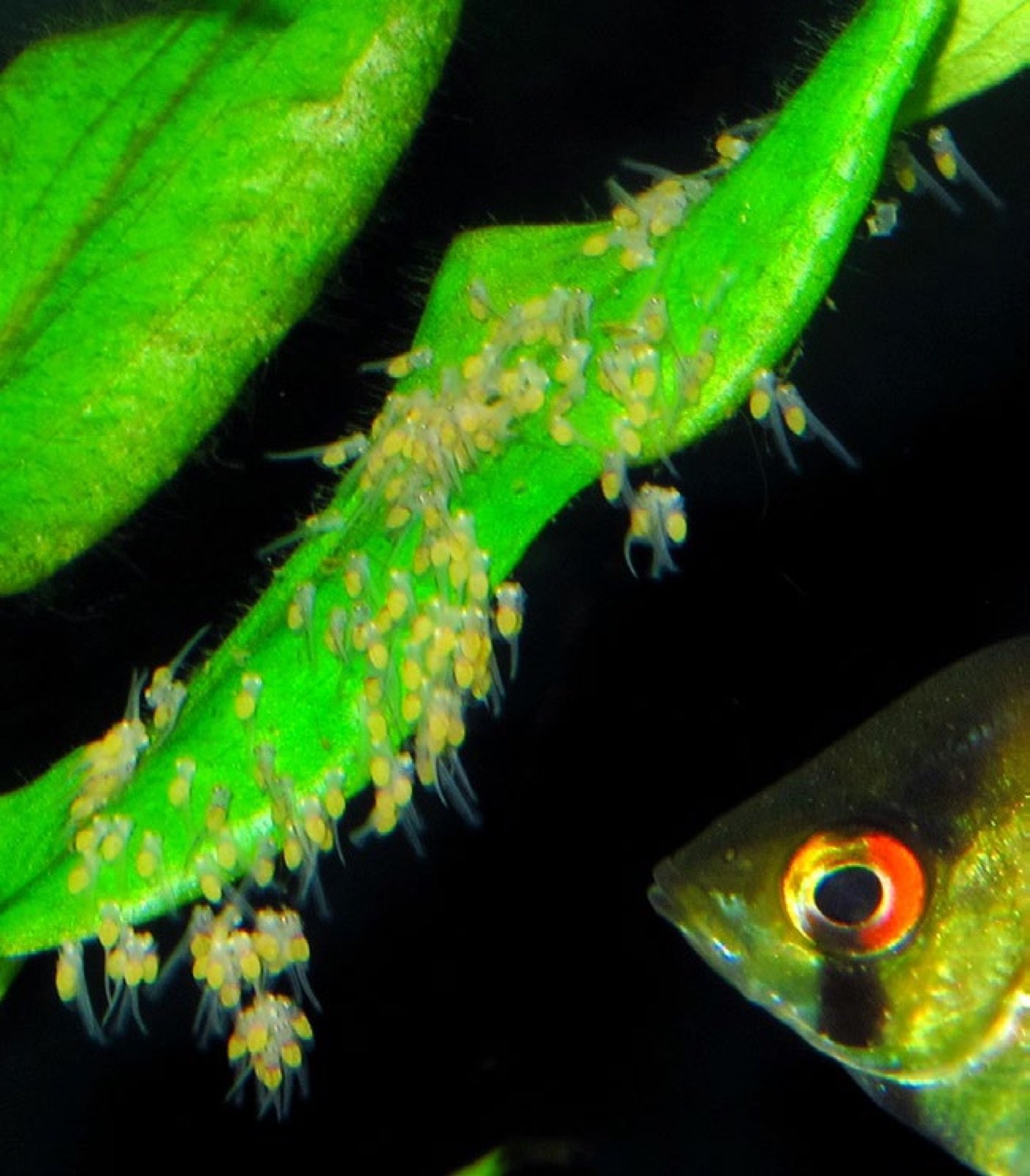 Alevins d'Ancistrus accrochés à une feuille en résorbant leur sac vitellin