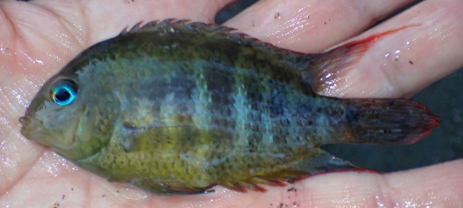 Amatitlania sajica, un cichlidé bien connu