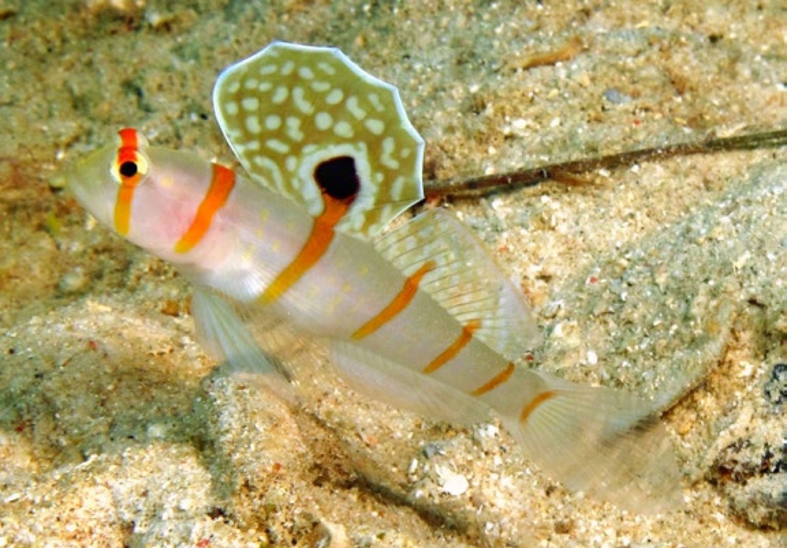 Amblyeleotris randalli, gobie symbiotique
