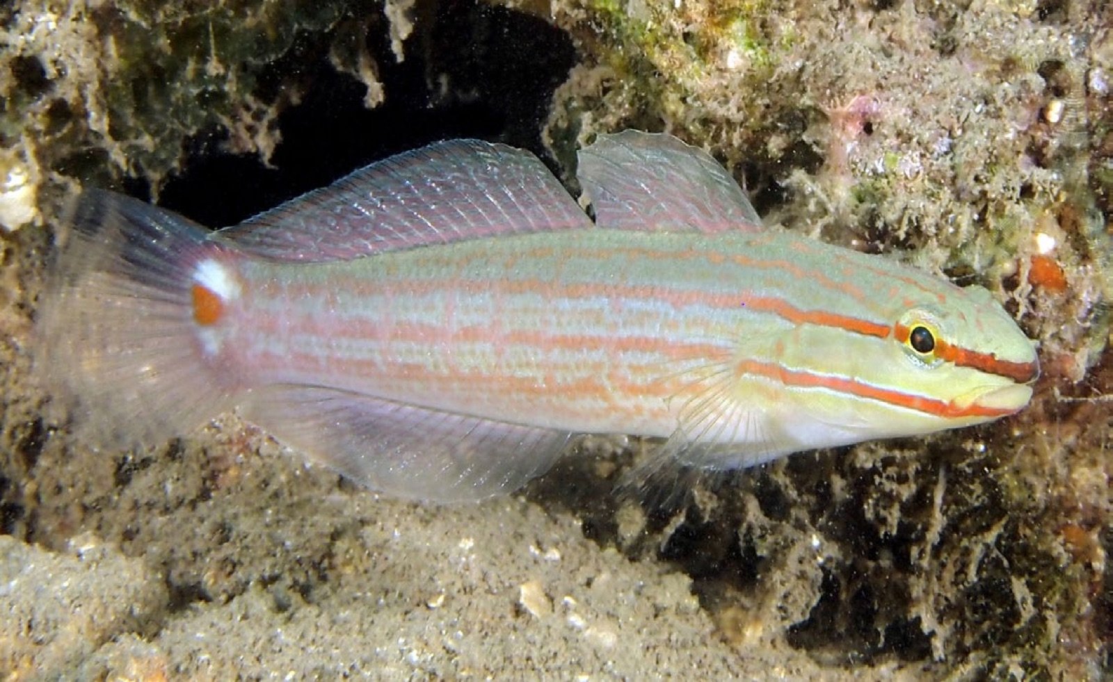 Amblygobius decussatus partageant le biotope sableux de Koumansetta rainfordi