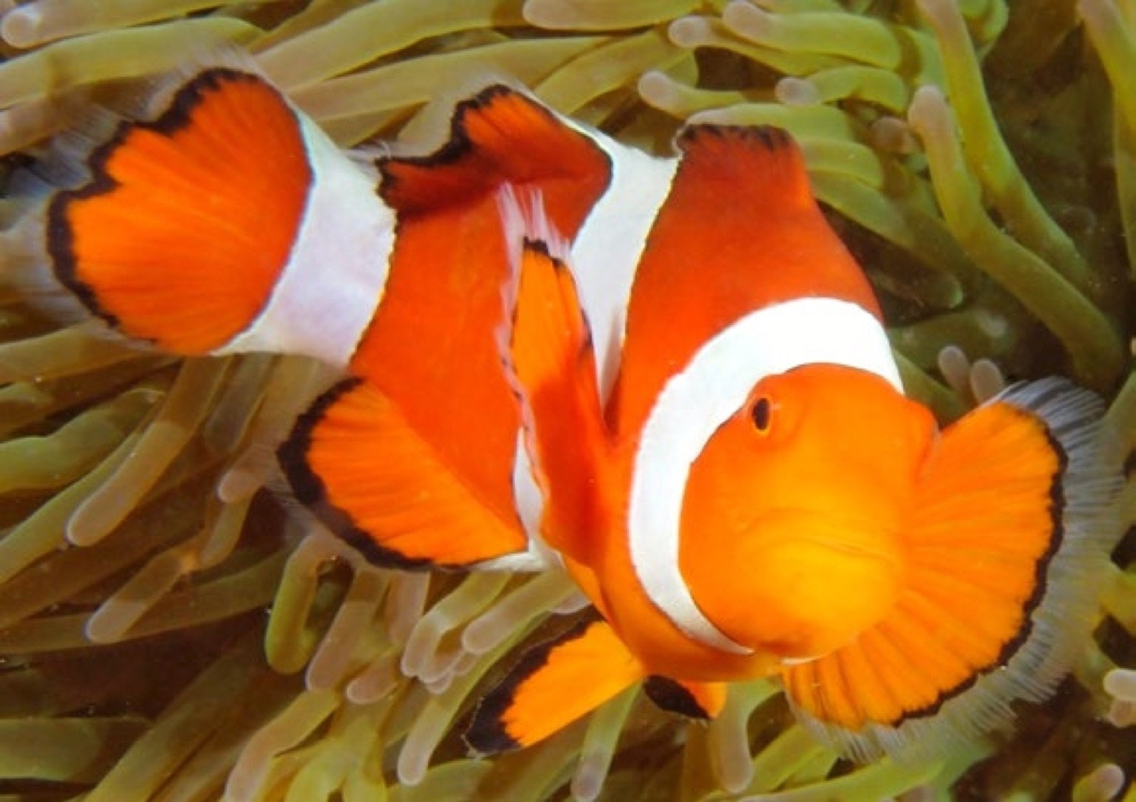 Amphiprion ocellaris, poisson-clown