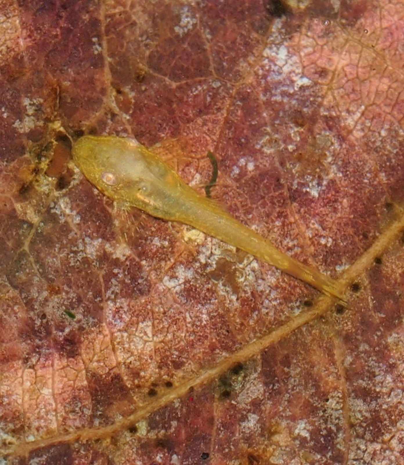 Ancistrus cirrhosus albinos âgé de vingt jours