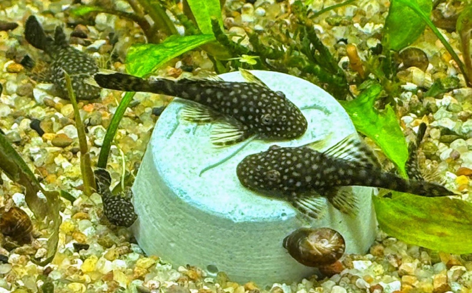 Ancistrus broutant un bloc alimentaire pour poissons de fond