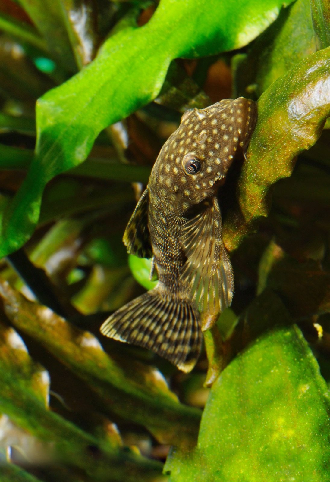 Ancistrus cirrhosus parmi les feuilles en aquarium