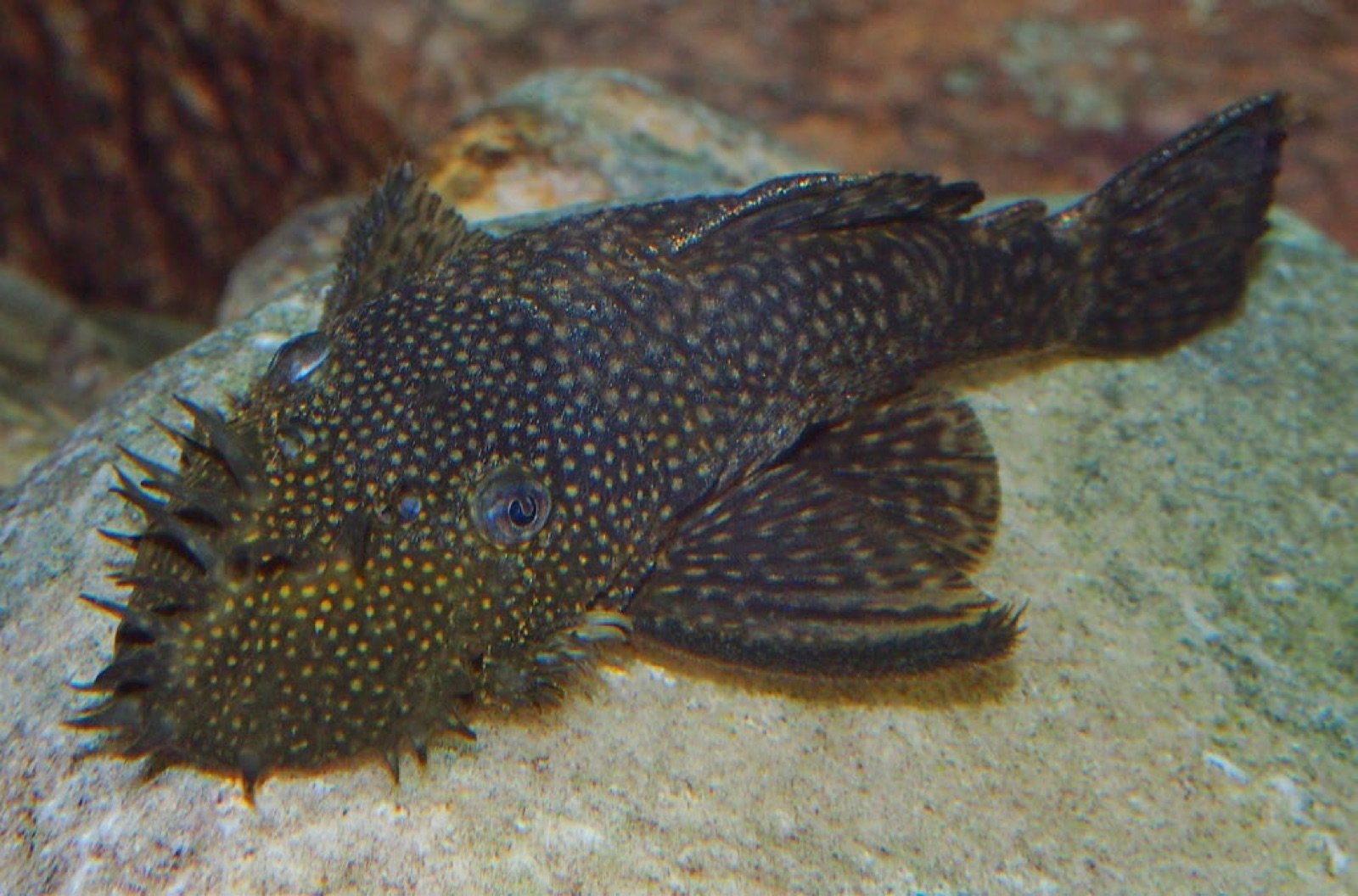 Ancistrus cirrhosus adulte posé sur une roche