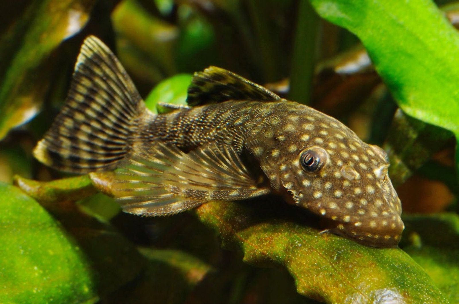 Ancistrus cirrhosus poisson nettoyeur qui limite les algues encroutantes