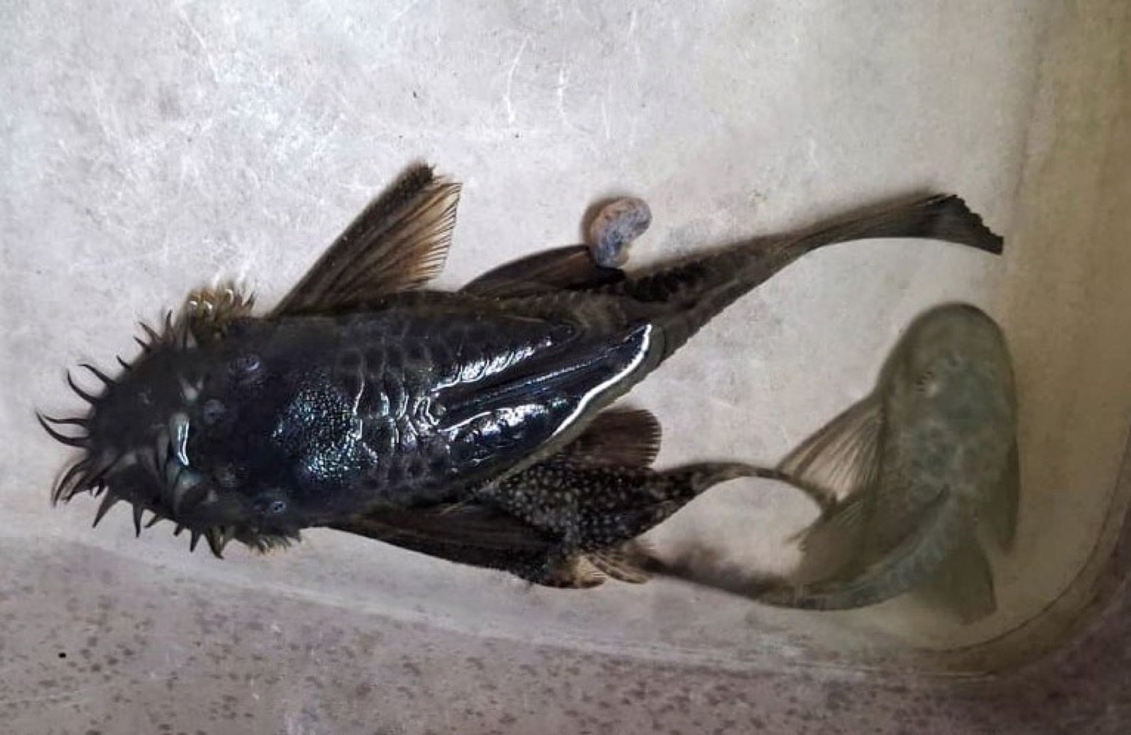 Ancistrus cirrhosus sauvages collectés en Guadeloupe