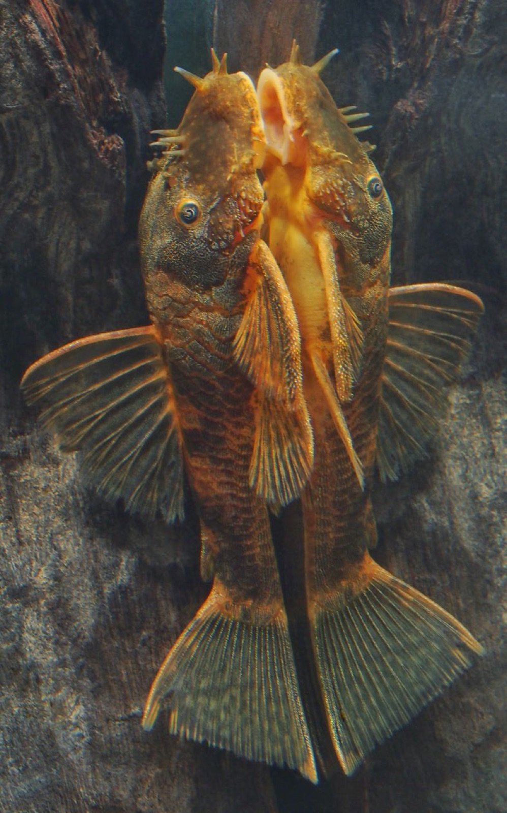 Deux ancistrus au corps aplati couvert de plaques osseuses