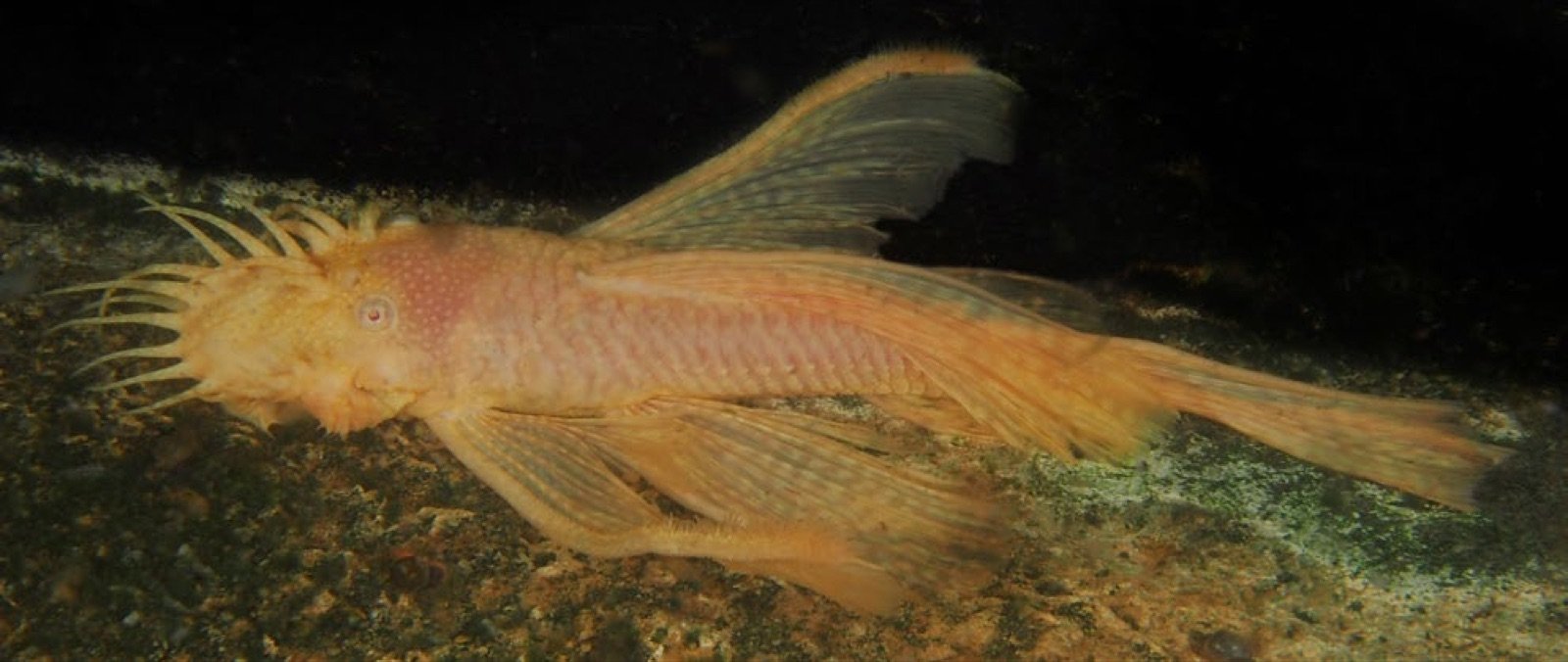 Ancistrus cirrhosus forme voile albinos mâle adulte