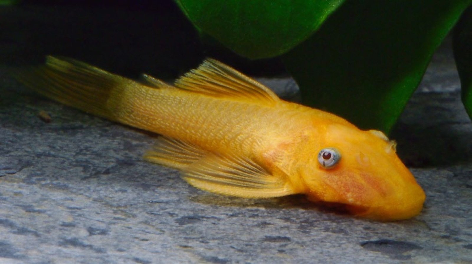 Ancistrus cirrhosus L144 juvénile aux yeux bleutés