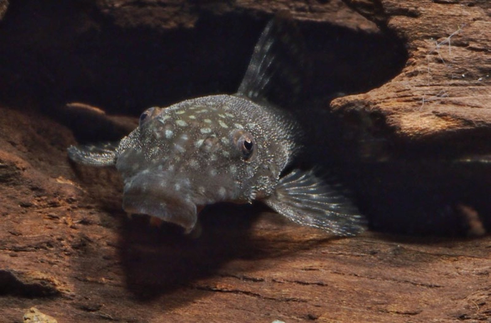 Ancistrus cirrhosus à l'ombre d'une racine