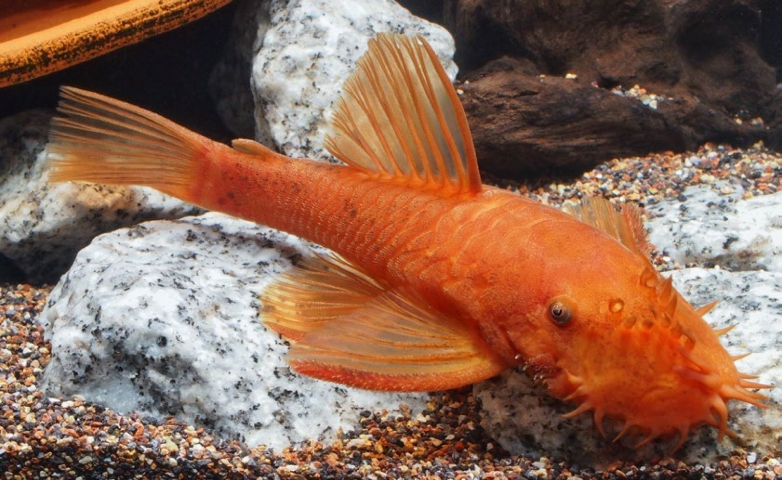 Ancistrus cirrhosus rouge mâle adulte