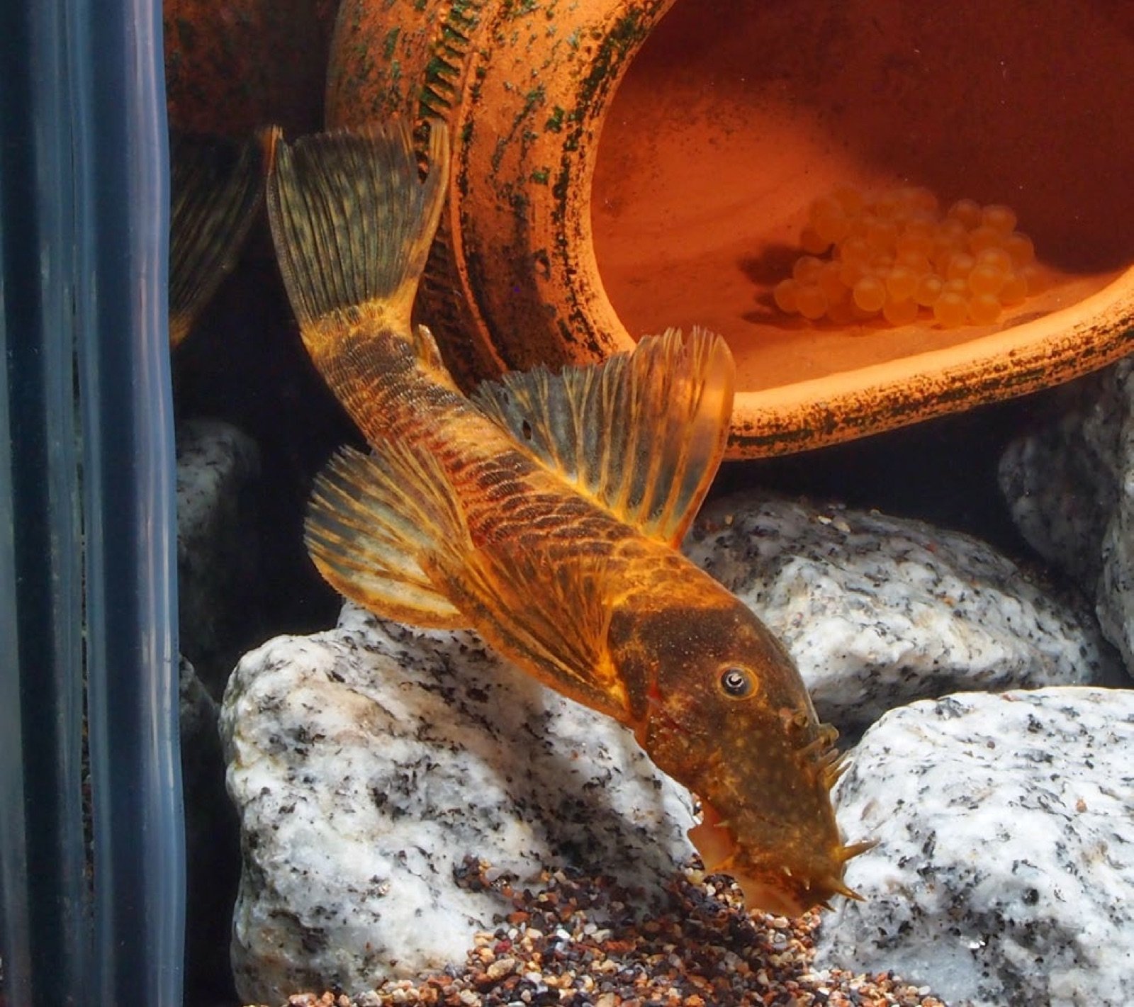 Ancistrus cirrhosus tricolor mâle adulte